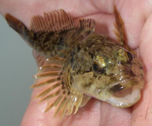 Riffle Sculpin